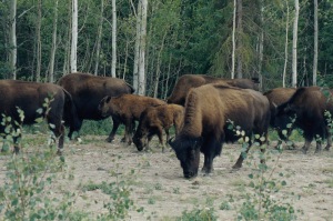 wood bison herd