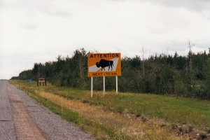 wood bison sign