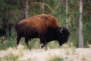 wood bison1